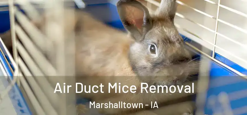Air Duct Mice Removal Marshalltown - IA
